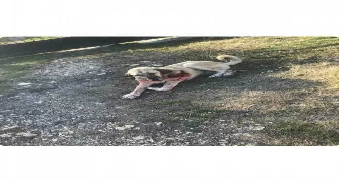 Kendisine saldıran sokak köpeğini bıçakladı
