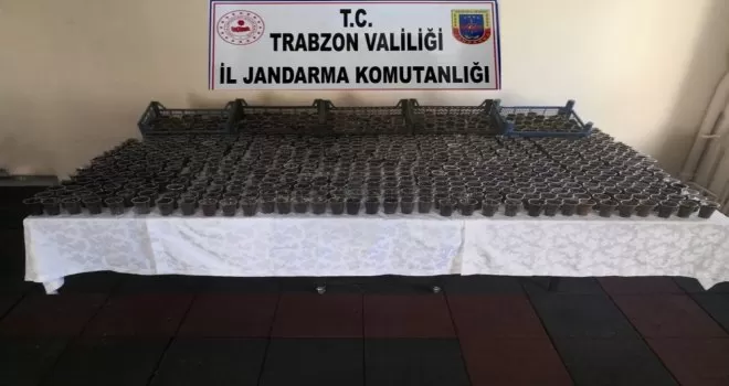 Kenevirleri plastik bardaklara dikmişler
