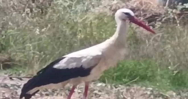 Keşan’ın da “Yaren“i olabilir!