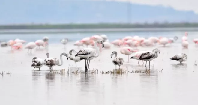 Keşan Kent Konseyi’nden Gala Gölü çağrısı: Doğanın kalbine türbin dikilmesin!