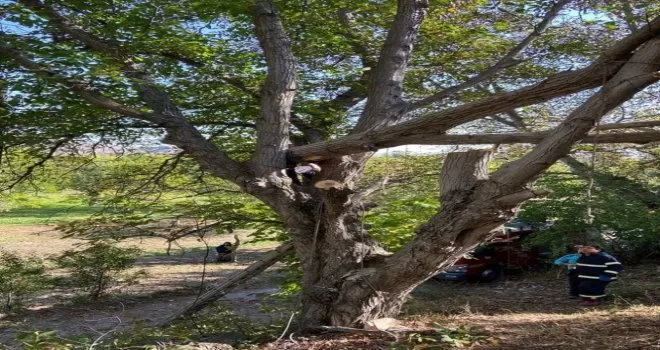 Kestiği ceviz ağacı az kalsın canına mal oluyordu
