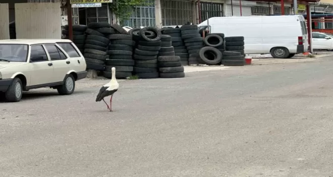 Kızılcahamam’ın leylekleri esnafla beraber yaşıyor
