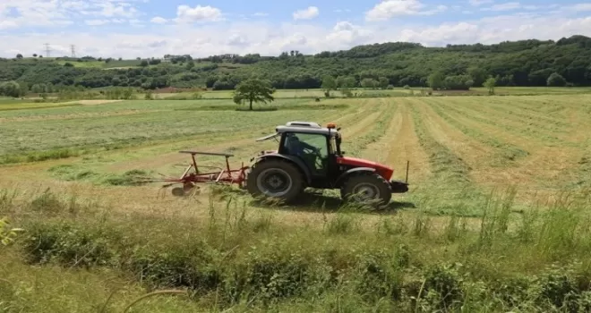 Kocaeli’de ’süt otu’ hasadı başladı