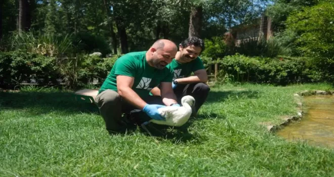 Kocaeli Ormanya’da 4 yavru leylek koruma altında