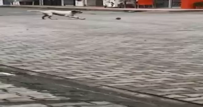 Köpeğin fare ile oyunu izleyenleri güldürdü