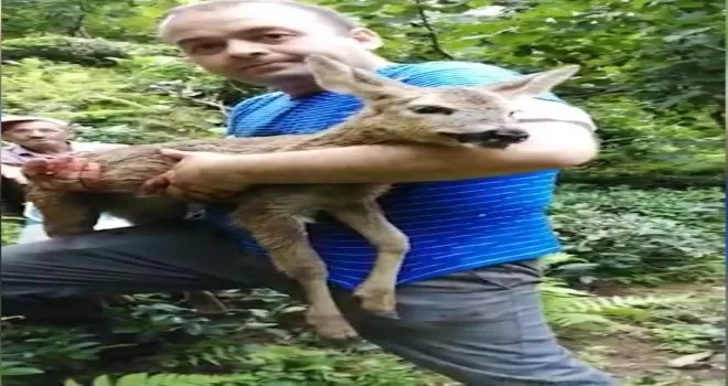 Köpeklerin saldırısına uğrayan yavru karaca kurtarılamadı
