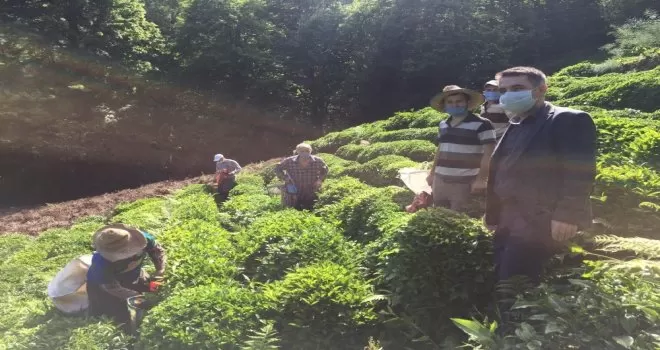 Korona virüse yakalanan köylülerinin çayını imece ile topladılar
