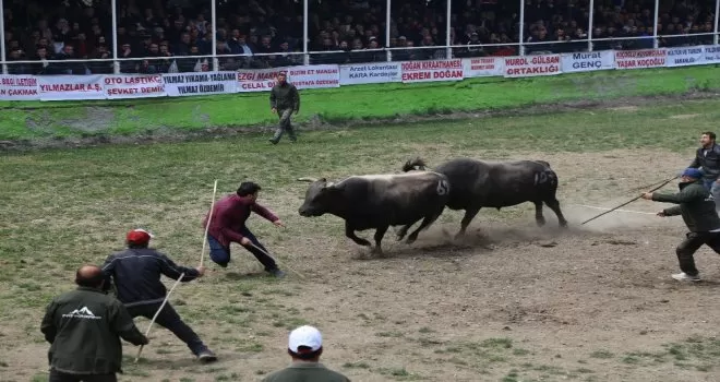 Korona virüsü boğa güreşlerini de vurdu
