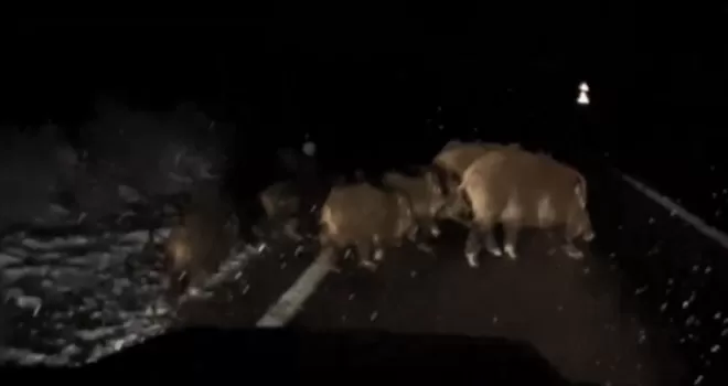 Köye giderken gece önüne çıkan domuz sürünü görüntüledi

