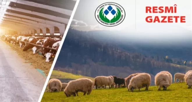Koyun ve Keçi Yönetmeliği’nde değişiklik... Taahhütname uygulaması kaldırıldı