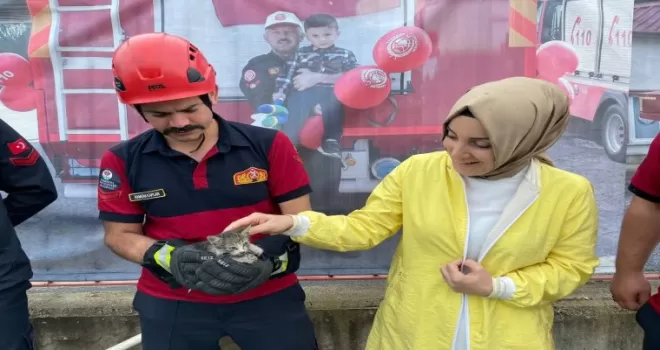 Küçük kediyi kurtarmak için büyük seferberlik
