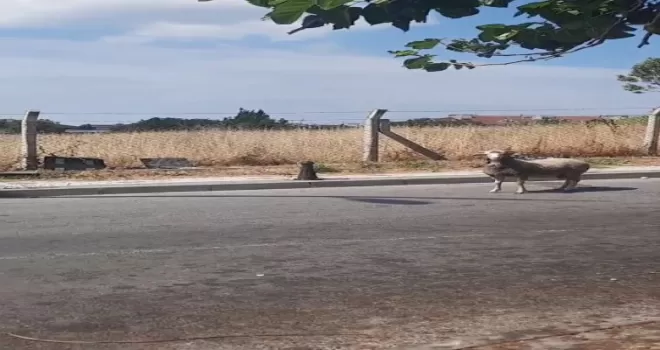 Kurban Bayramı’nda yine hayvanlar kaçtı, vatandaşlar zor anlar yaşadı
