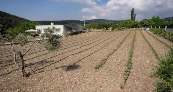Kurbanlık hayvanların atıkları Bornova’da toprağa can oluyor