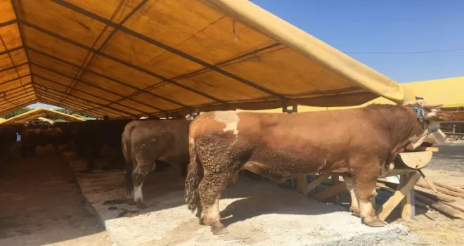 Kurbanlıklar hayvan pazarında satışa çıktı
