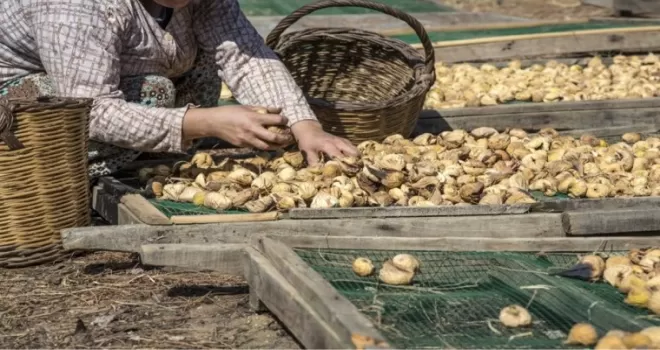 Kuru incirde Aydın’da büyük buluşma