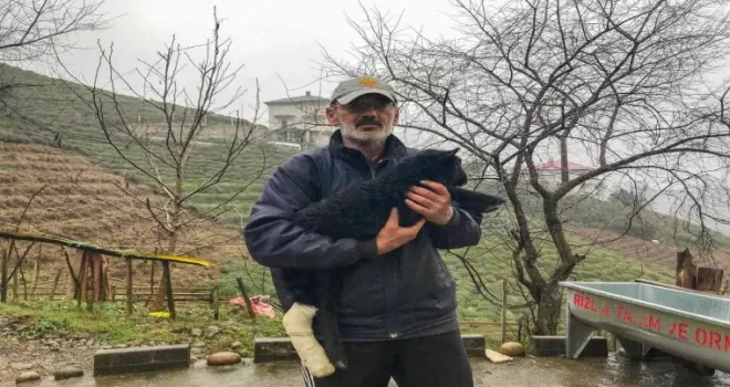 Bacağı kırılan kuzu devlet hastanesine götürüldü