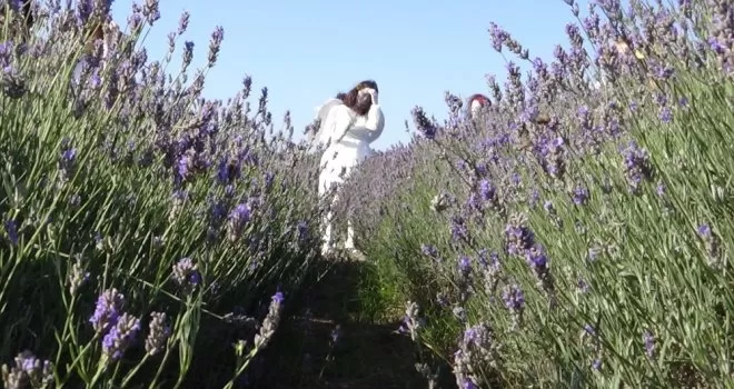 Lavanta bahçeleri evlenen çiftlerin buluşma adresi oldu
