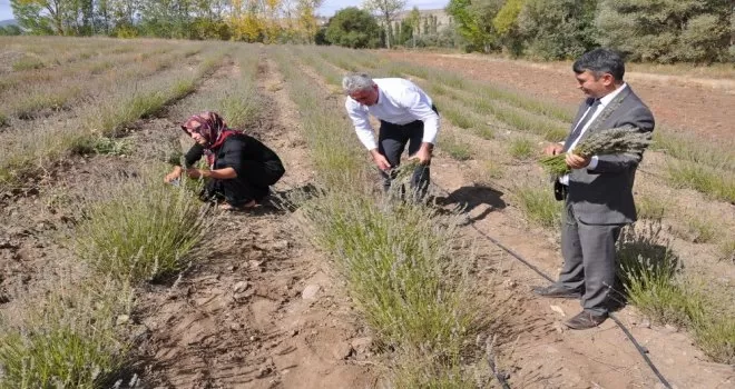Lavanta Gümüşhane’de üreticinin gelir kapısı oldu
