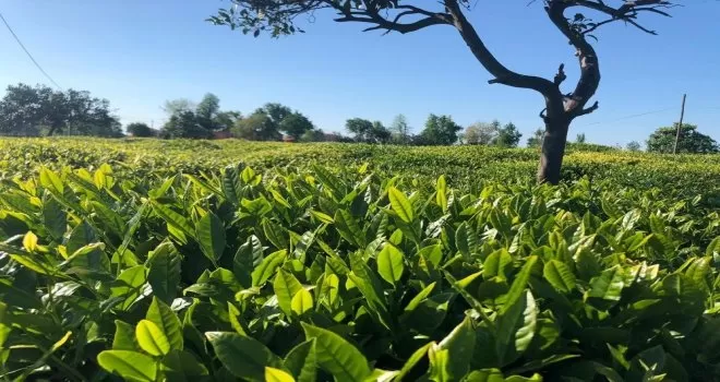 Lipton hasat için önlem programını açıkladı
