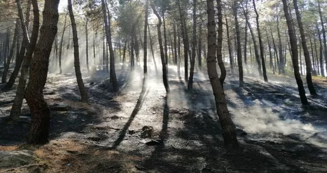 Maltepe’de korkutan orman yangını
