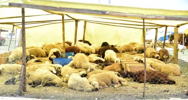 Mamak’ta kurban hazırlıkları başladı
