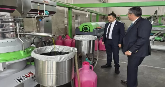 Manisa’da zeytin üreticisi isyanda