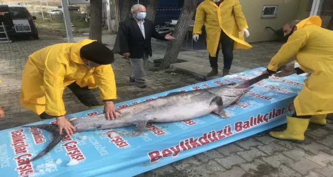 Marmara Denizi açıklarında dev “Kılıç Balığı” yakalandı
