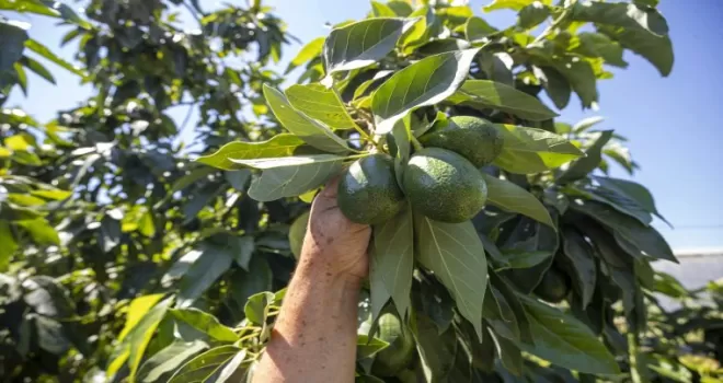 Mersin’de avokado destekleri üreticinin yüzünü güldürdü