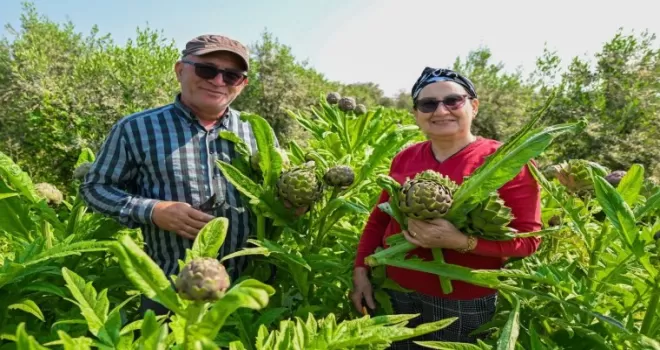 Mersin’de enginar yumrusu desteği ilk hasadını verdi