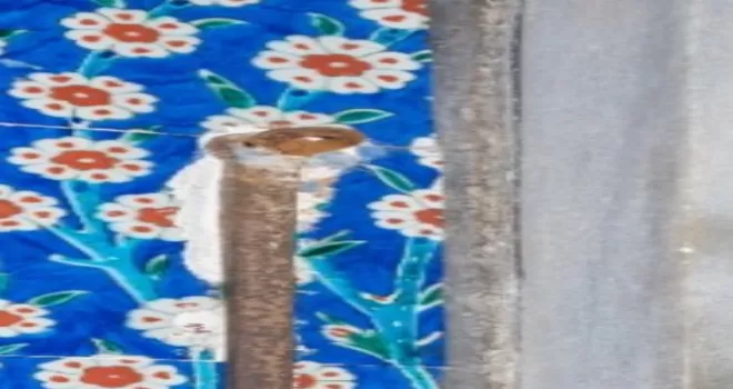 Milli Saraylar’dan "çini" açıklaması
