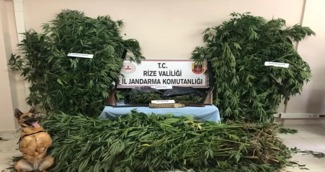 Mısır tarlasının ortasına ekilmiş kenevirler jandarmanın gözünden kaçmadı
