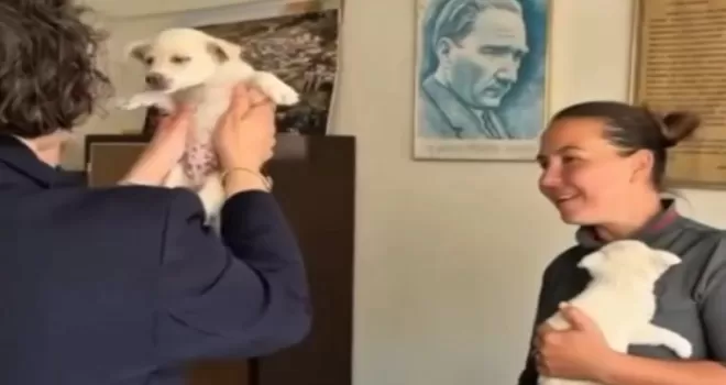 Mudanya Belediyesi evcil hayvanları sahiplendiriyor