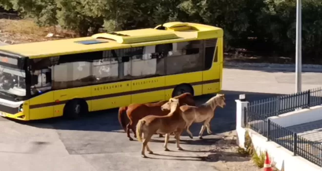 Mudanya’da başıboş atlar tehlike oluşturdu