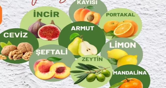 Muğla Milas’ta üreticilere fidan desteği sağlanacak