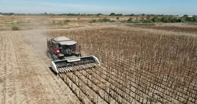 Mustafakemalpaşa’da belediye projesinde ayçiçeği hasadı