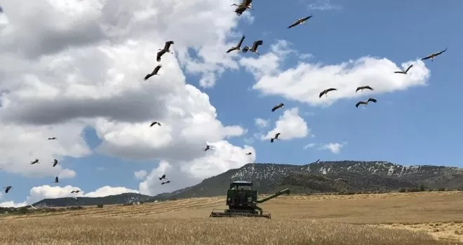 Nallıhan’da arpa hasadı başladı
