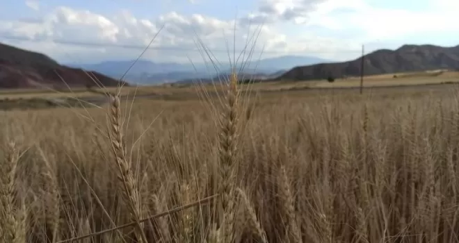 Nallıhan’da arpa ve buğday hasadı başladı
