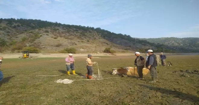 Nallıhan’da bataklığa saplanan 4 inek kurtarıldı
