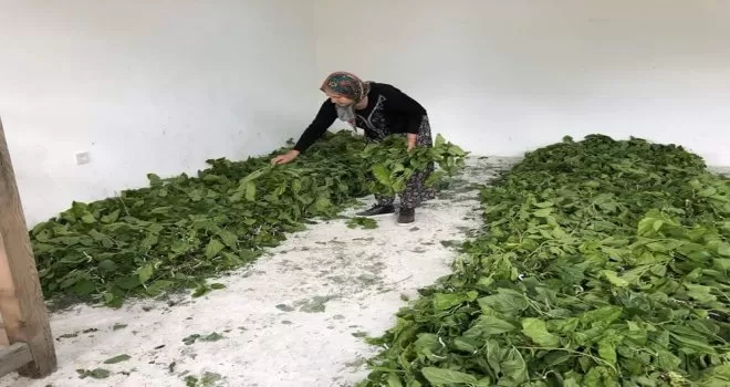 Nallıhan’da İpek Böceği yetiştiriciliği ev ekonomisine katkıda bulunuyor
