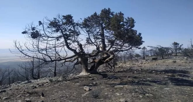 Nallıhan’daki yangında soğutma çalışmaları sürüyor
