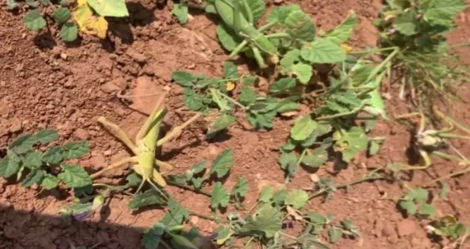 Nemrut Dağı’nda yasa dışı çekirge avına 3 milyon lira ceza!