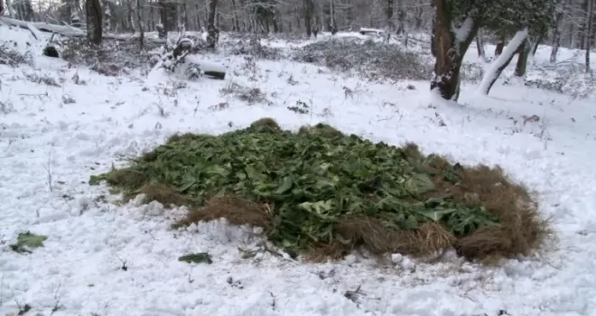 Ocak ayı içerisinde yaban hayvanları için doğaya 15 ton yem bırakıldı
