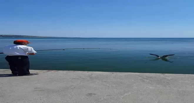 Oltaya balık değil, martı takıldı
