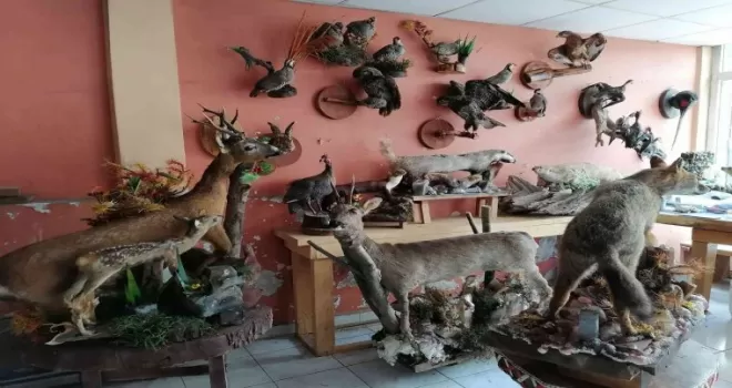 Ölü hayvanların içini doldurup işyerinde sergiliyor

