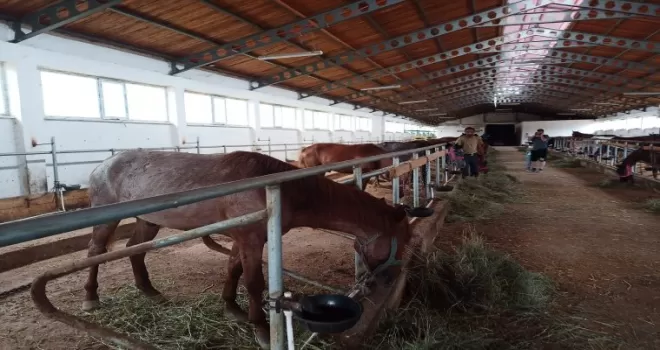 Ölüme terk edilen atlar yeni yuvalarında
