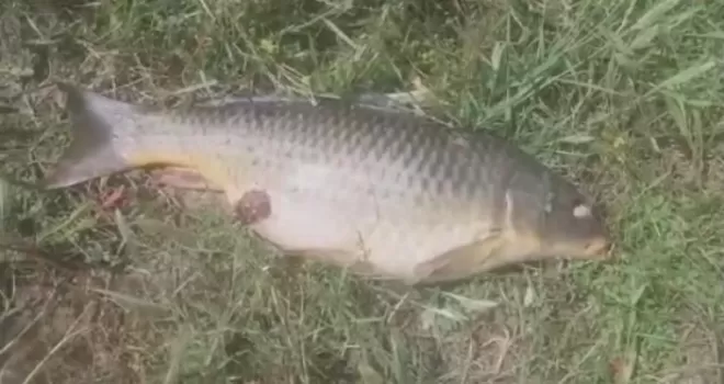 Ömerli barajında balık ölümleri korkuttu
