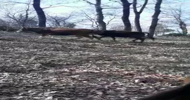 Ömerli’de korkutan ahır yangını
