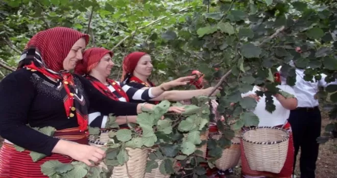 Ordu’da fındık hasadında işçi sorununa çözüm