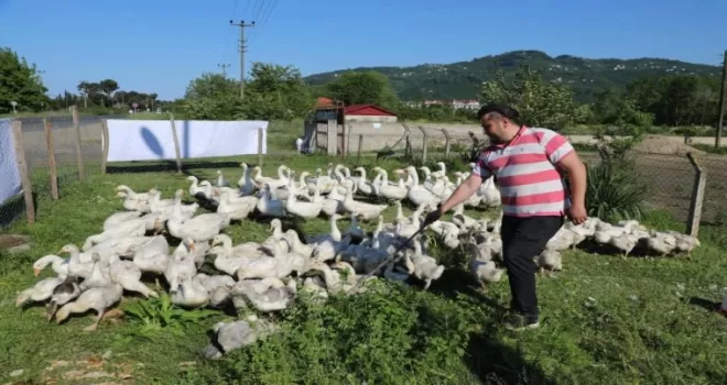 Ordu’da kaz yetiştiriciliği büyüyor