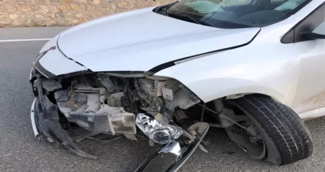 Otomobilin çarptığı yavru ayı telef oldu

